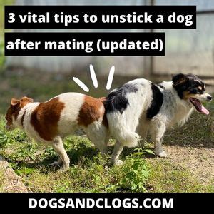 dog mating wrong hole|How to Unstick a Dog After Mating: Your Questions, .